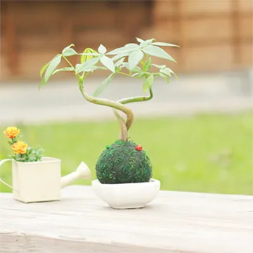 【迎光】Secret Garden秘密花園小植栽-紫色 歷史價格詳細信息