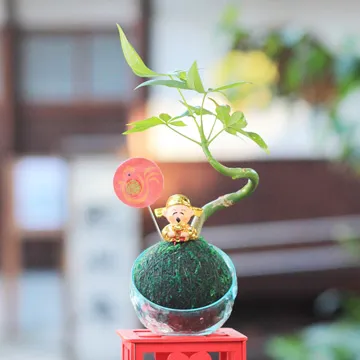 【迎光】開運綠苔玉-火鶴花 歷史價格詳細信息