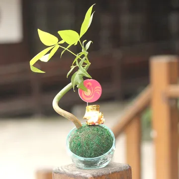 【迎光】開運綠苔玉-火鶴花 歷史價格詳細信息
