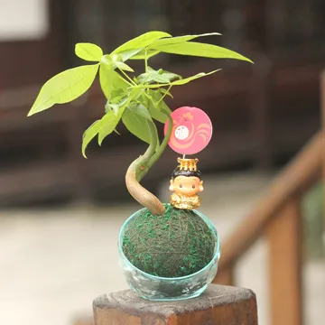 【迎光】開運綠苔玉-火鶴花 歷史價格詳細信息