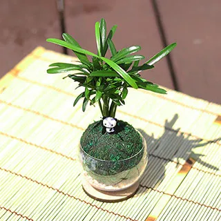 【迎光】Cultivation Table-迷你草莓 歷史價格詳細信息