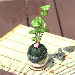 【迎光】Secret Garden秘密花園小植栽-紫色 歷史價格詳細信息