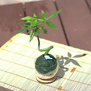 萌寵動物趣味彈射車車 按壓彈射 子母車 玩具 歷史價格詳細信息