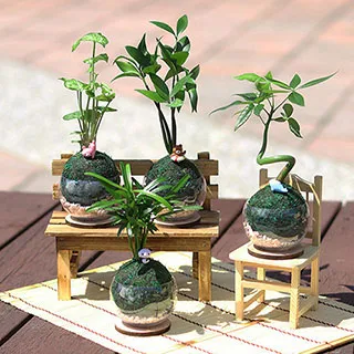 【迎光】幸福球藻-海底世界(三款可選) 歷史價格詳細信息