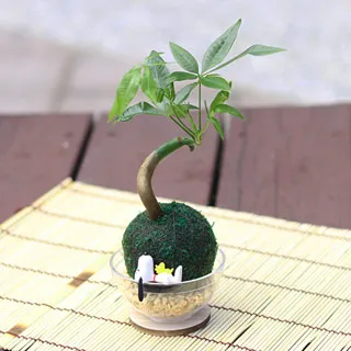 【迎光】萌寵卡通綠苔球-叮噹 歷史價格詳細信息