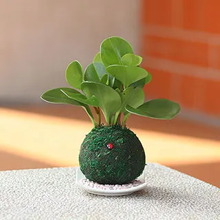 【迎光】開運綠苔玉-火鶴花 歷史價格詳細信息