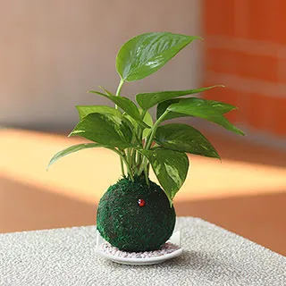 【迎光】開運綠苔玉-火鶴花 歷史價格詳細信息
