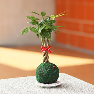 【迎光】開運綠苔玉-火鶴花 歷史價格詳細信息