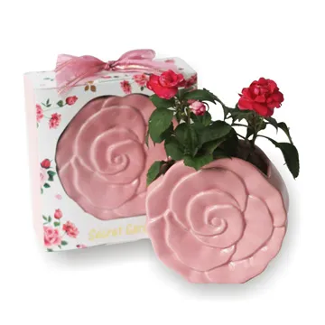 《小植栽系列-微笑仙人掌》療癒玩偶 歷史價格詳細信息