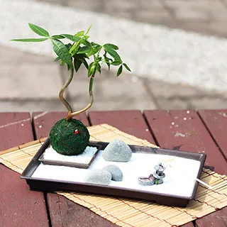 【迎光】禪意綠苔發財樹 歷史價格詳細信息