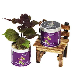 【迎光】Cultivation Table-迷你草莓 歷史價格詳細信息