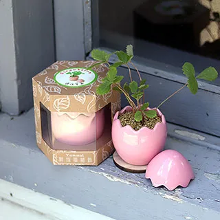 【迎光】粉紅豬開運竹 歷史價格詳細信息