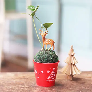 【迎光】幸福球藻-海底世界(三款可選) 歷史價格詳細信息