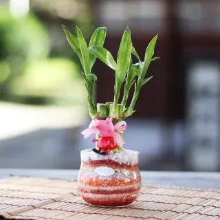 【迎光】開運綠苔玉-火鶴花 歷史價格詳細信息