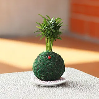 【迎光】開運綠苔玉-火鶴花 歷史價格詳細信息