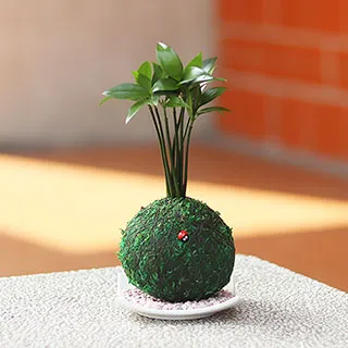 【迎光】開運綠苔玉-火鶴花 歷史價格詳細信息