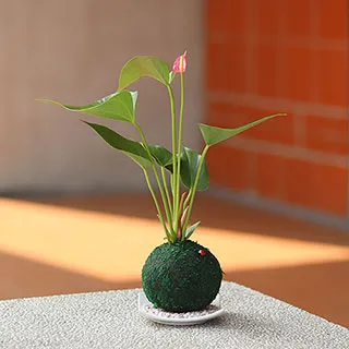 【迎光】開運綠苔玉-火鶴花 價格比較,價格查詢,歷史價格詳細信息