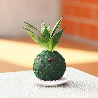 【迎光】開運綠苔玉-火鶴花 歷史價格詳細信息