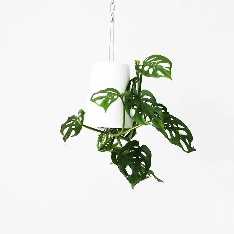 【5入組】紐西蘭ABSOLUTEHOLISTIC 超越巔峰貓用鮮食肉片系列 50g 歷史價格詳細信息