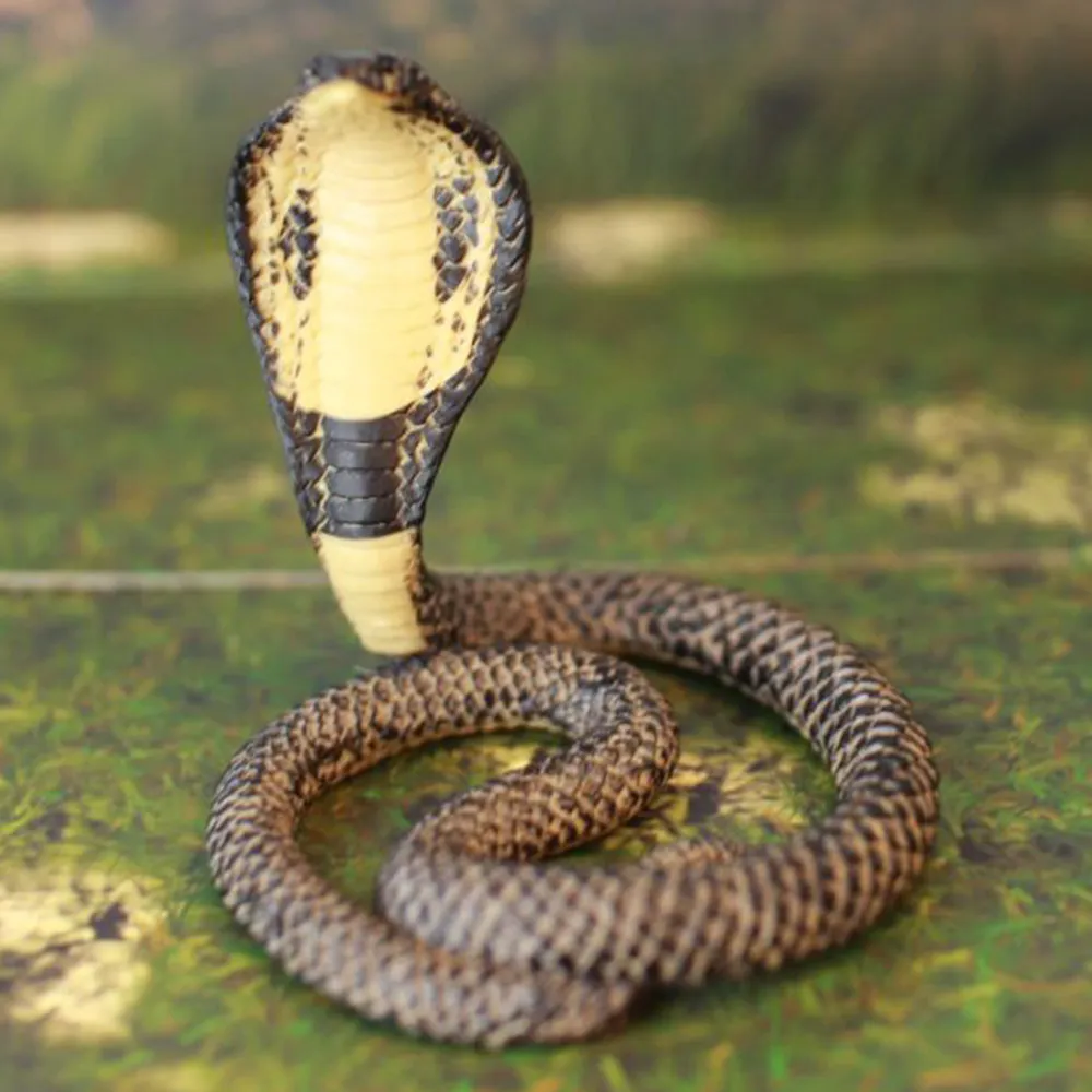 爬蟲動物專用飼料盤 L 歷史價格詳細信息