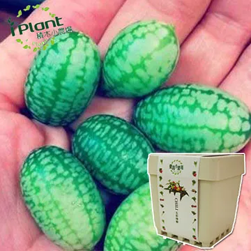 【iPlant】積木小農場-冰花菜(內含種子培養土肥料花盆) 歷史價格詳細信息
