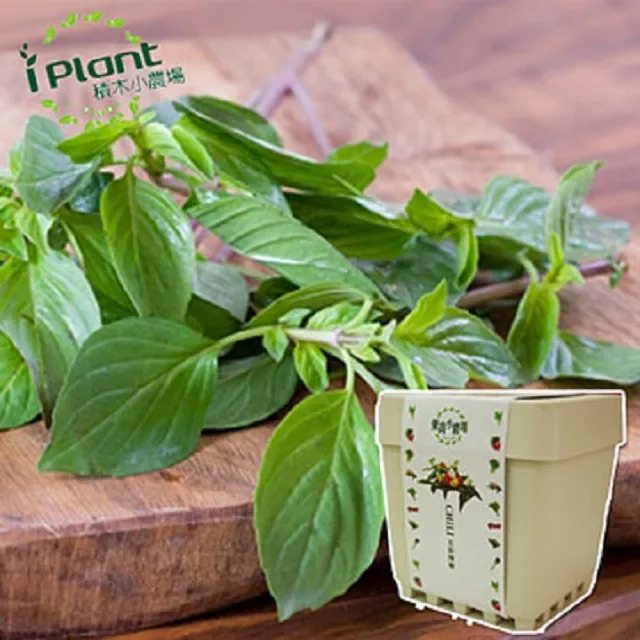 【iPlant】積木小農場-冰花菜(內含種子培養土肥料花盆) 歷史價格詳細信息