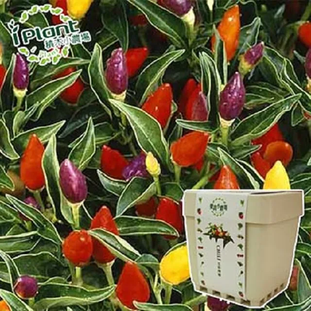 【iPlant】積木小農場-冰花菜(內含種子培養土肥料花盆) 歷史價格詳細信息