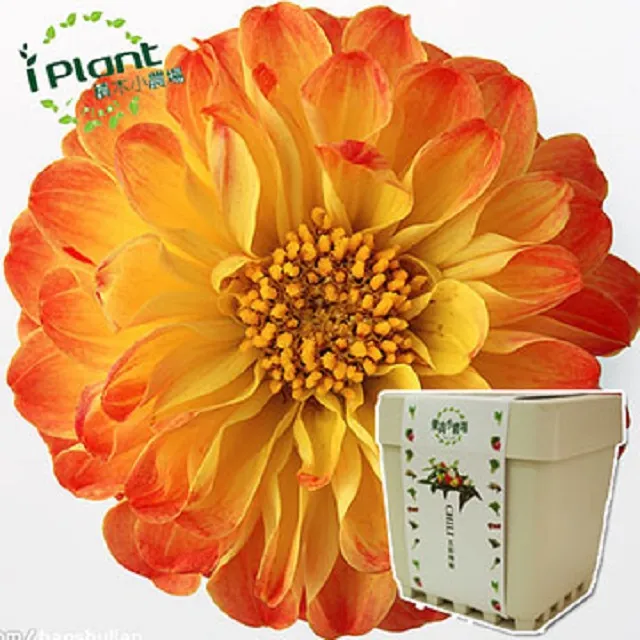 【iPlant】積木小農場-冰花菜(內含種子培養土肥料花盆) 歷史價格詳細信息