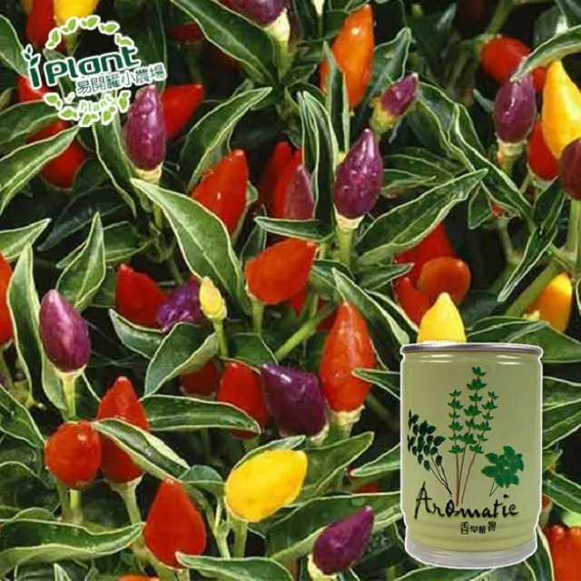 易開罐植栽 DIY蔬果盆栽 罐頭植栽 花卉 / 蔬果 / 香料 療癒植栽 【久大文具】 歷史價格詳細信息