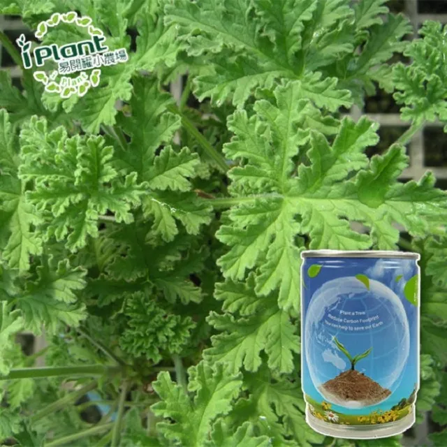 易開罐植栽 DIY蔬果盆栽 罐頭植栽 花卉 / 蔬果 / 香料 療癒植栽 【久大文具】 歷史價格詳細信息