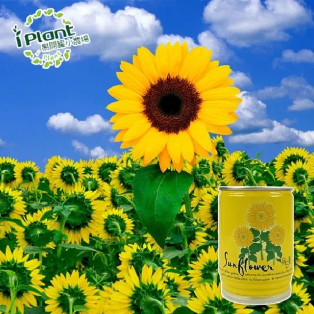 易開罐植栽 DIY蔬果盆栽 罐頭植栽 花卉 / 蔬果 / 香料 療癒植栽 【久大文具】 歷史價格詳細信息
