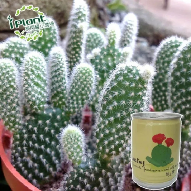 易開罐植栽 DIY蔬果盆栽 罐頭植栽 花卉 / 蔬果 / 香料 療癒植栽 【久大文具】 歷史價格詳細信息