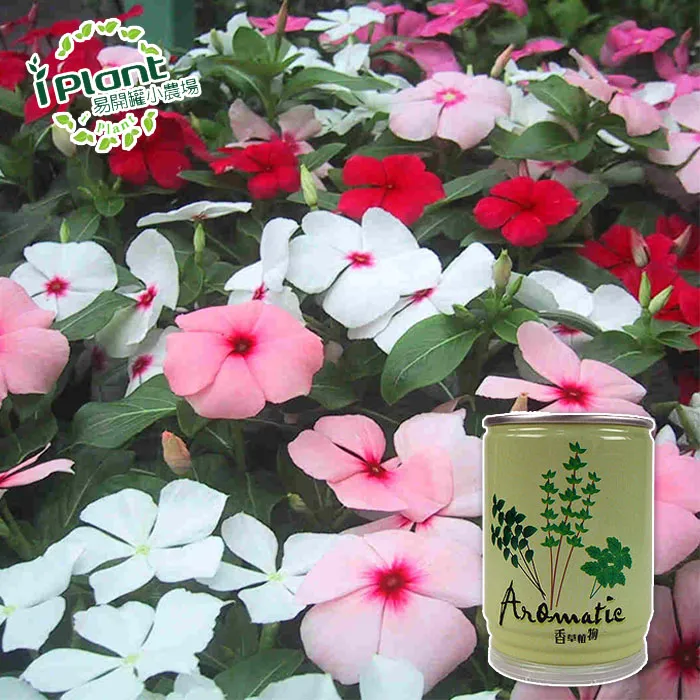 易開罐植栽 DIY蔬果盆栽 罐頭植栽 花卉 / 蔬果 / 香料 療癒植栽 【久大文具】 歷史價格詳細信息