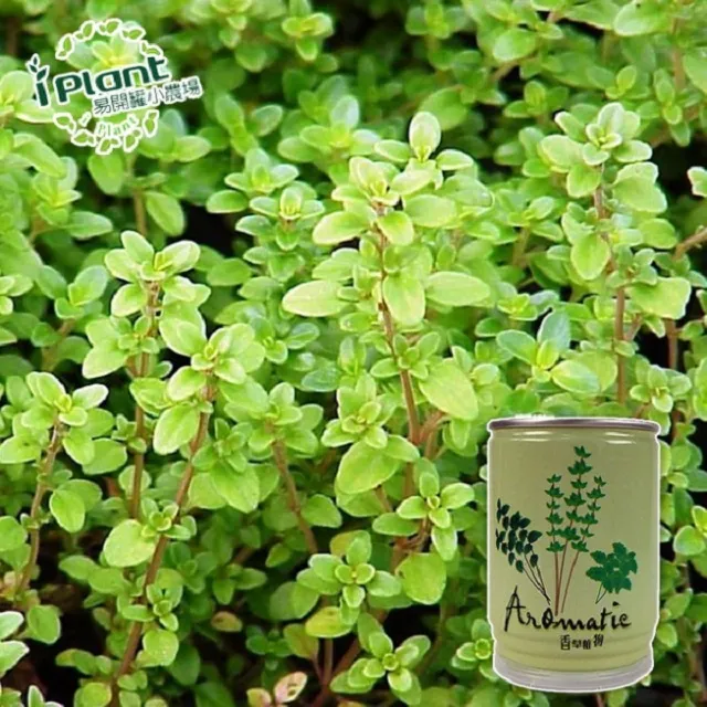 易開罐植栽 DIY蔬果盆栽 罐頭植栽 花卉 / 蔬果 / 香料 療癒植栽 【久大文具】 歷史價格詳細信息