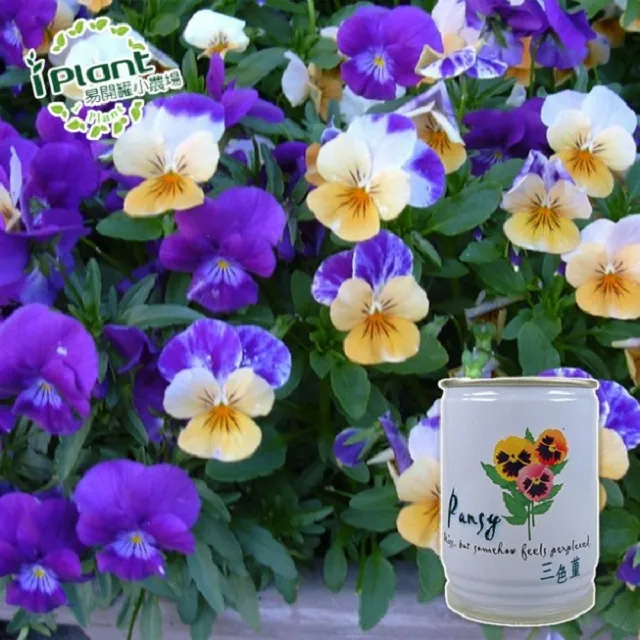 易開罐植栽 DIY蔬果盆栽 罐頭植栽 花卉 / 蔬果 / 香料 療癒植栽 【久大文具】 歷史價格詳細信息