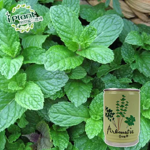 易開罐植栽 DIY蔬果盆栽 罐頭植栽 花卉 / 蔬果 / 香料 療癒植栽 【久大文具】 歷史價格詳細信息