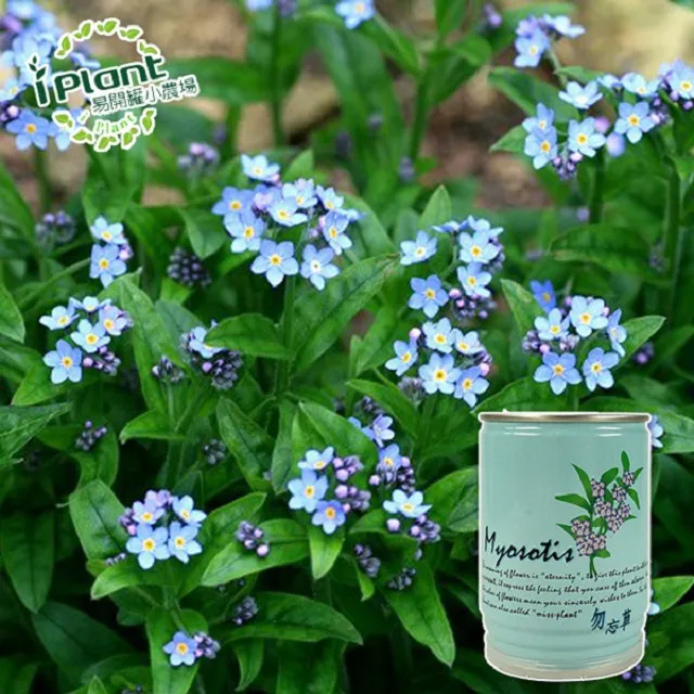 易開罐植栽 DIY蔬果盆栽 罐頭植栽 花卉 / 蔬果 / 香料 療癒植栽 【久大文具】 歷史價格詳細信息