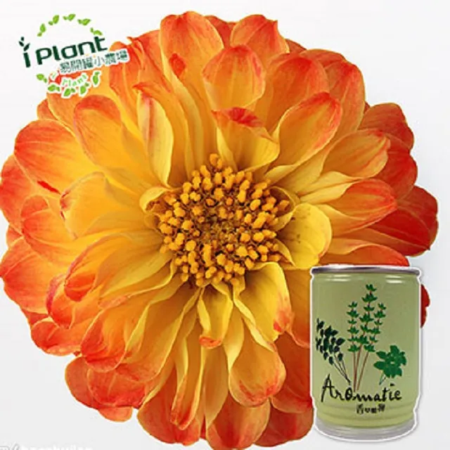 易開罐植栽 DIY蔬果盆栽 罐頭植栽 花卉 / 蔬果 / 香料 療癒植栽 【久大文具】 歷史價格詳細信息