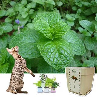 【iPlant】積木小農場-冰花菜(內含種子培養土肥料花盆) 歷史價格詳細信息