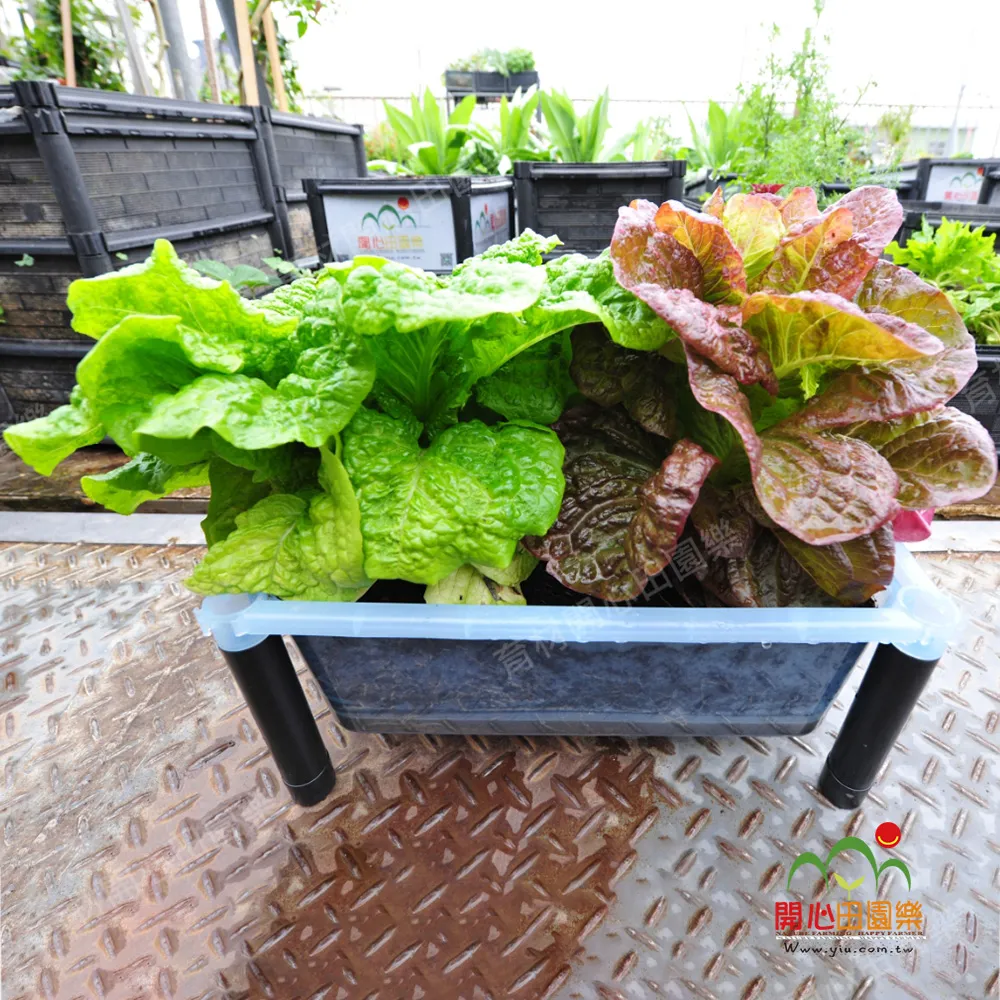 育材雙層四連通種植箱+金屬輪2吋(組合種植箱/深根植物栽培/可選多種側板款式/加裝輪子方便移動) 歷史價格詳細信息