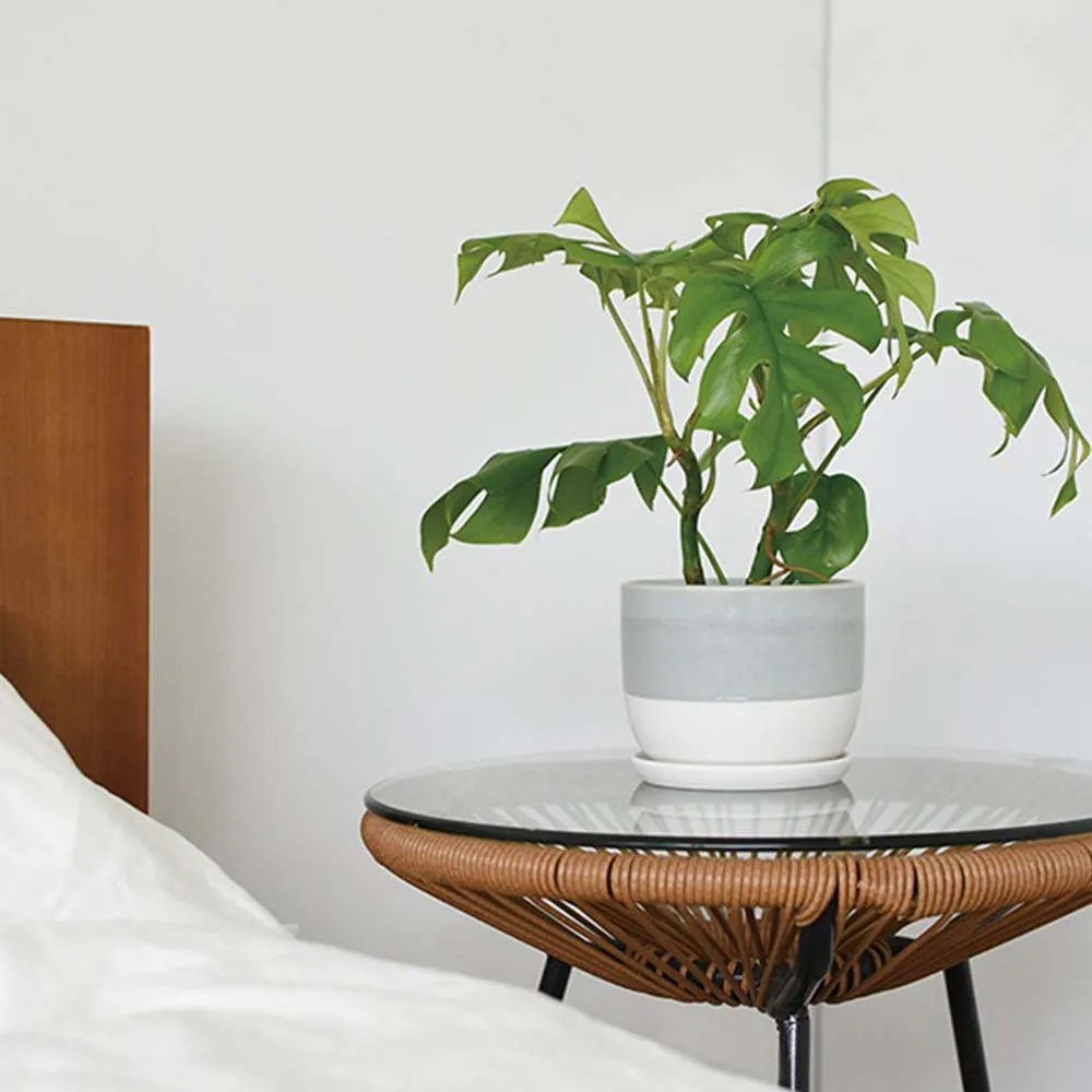 193  日本龍銀  銀幣  10錢  明治10年 歷史價格詳細信息