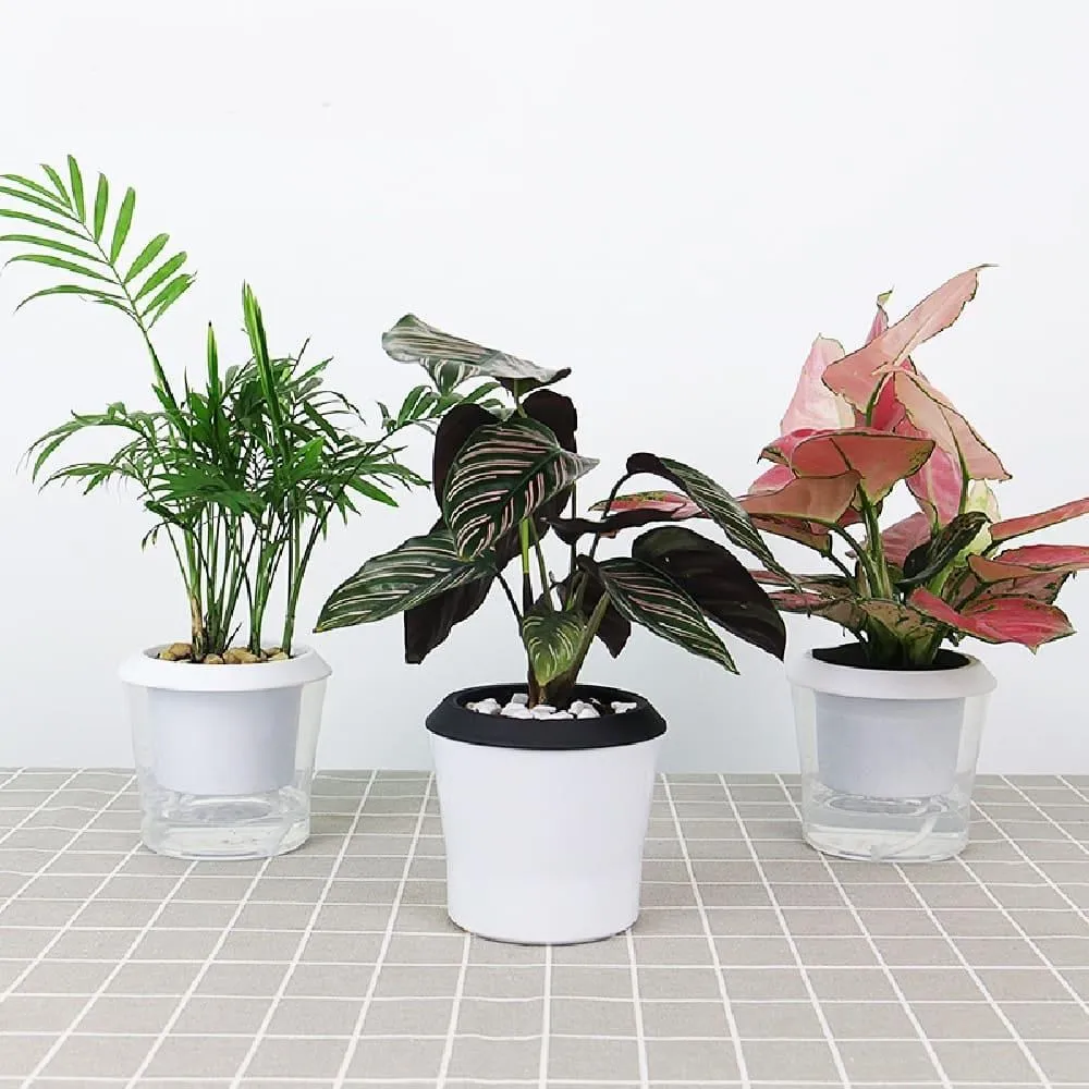 自動吸水花盆 吸水花盆 懶人花盆 北歐風 花盆 鐵架花架 蝴蝶蘭 綠植 塑料 多肉花盆 歷史價格詳細信息