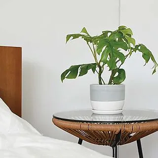 193  日本龍銀  銀幣  10錢  明治10年 歷史價格詳細信息