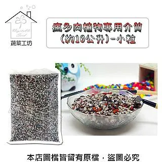 多肉植物。南非龜甲龍3吋盆 實物拍攝可超商郵局取貨 歷史價格詳細信息