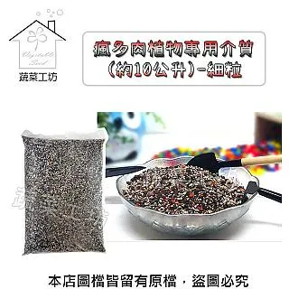 多肉植物。南非龜甲龍3吋盆 實物拍攝可超商郵局取貨 歷史價格詳細信息