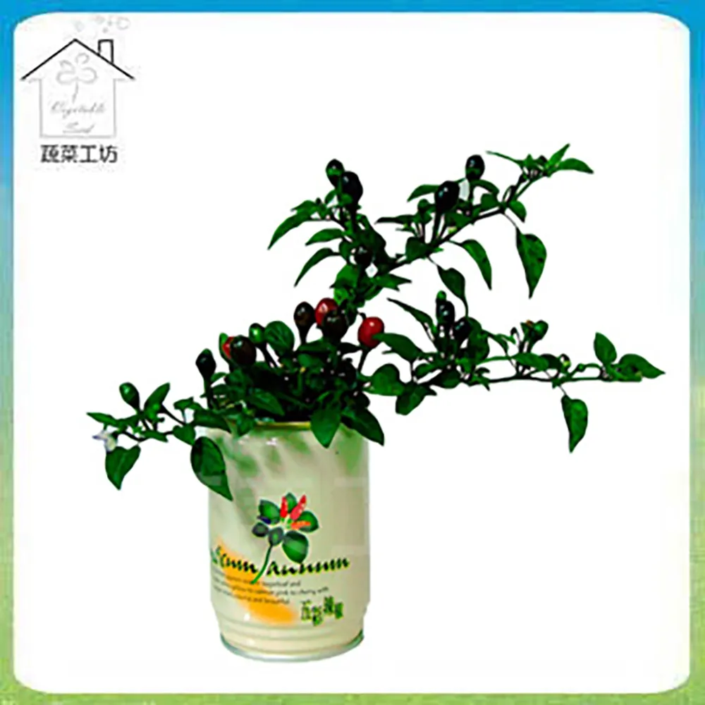 【蔬菜工坊】開口笑多肉專用造型盆1尺-黑色 歷史價格詳細信息