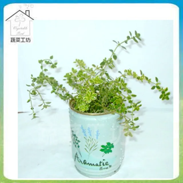 【蔬菜工坊】開口笑多肉專用造型盆1尺-黑色 歷史價格詳細信息