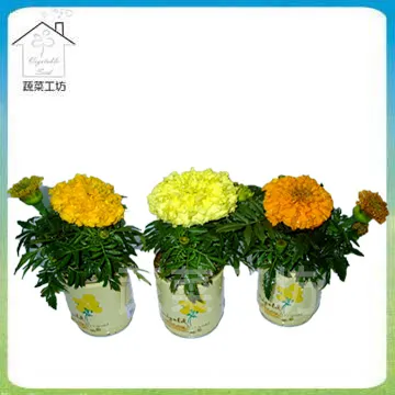【蔬菜工坊】萬丹菌肥1公斤(溶磷菌.貝萊斯芽孢桿菌) 歷史價格詳細信息