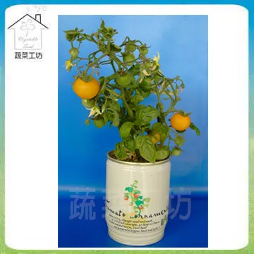 【蔬菜工坊】開口笑多肉專用造型盆1尺-黑色 歷史價格詳細信息