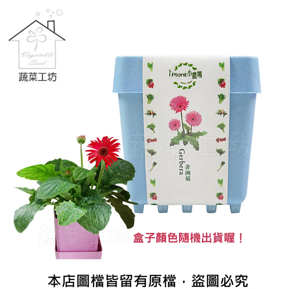IPLANT小農場 DIY蔬果盆栽 積木植栽 花卉 / 蔬果 / 香料 療癒植栽 【久大文具】 歷史價格詳細信息